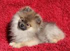 Pomeranien Zwergspitz Hündin m. Papieren 5 5 Monate jung Stubenrein Kinderli